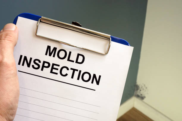 Best Basement Mold Removal  in New Castle Northwest, PA